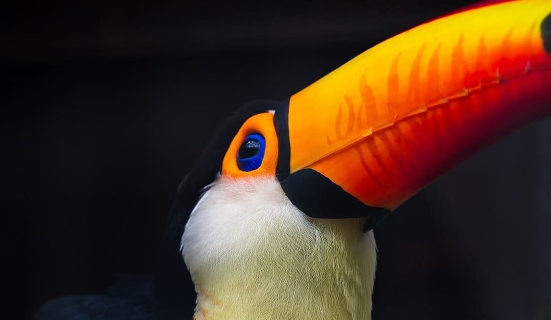 El Tucán en la COP16: Un Símbolo de la Conservación y la Biodiversidad