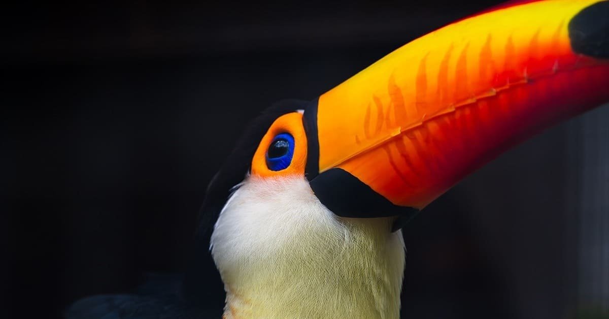 Guayaberas y Camisas para el Día del Padre 37 El tucan en la cop16 en frixio hecho a mano imagen destacada