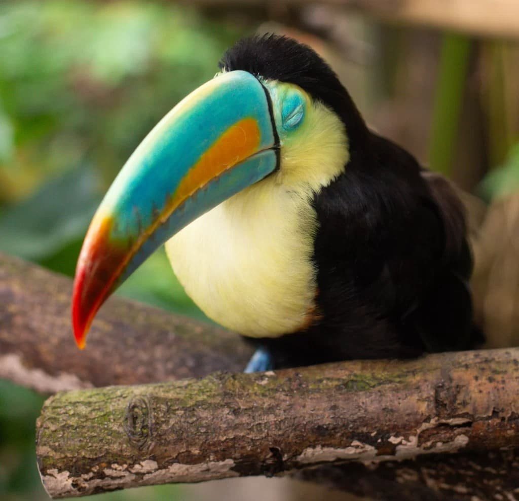 canto de el tucan en la cop16 colorido